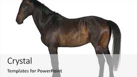  Presentation with white horse - Slide set consisting of warmblood 5 years old horse background and a white colored foreground