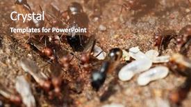 Presentation with larva - Amazing theme having warrior termites attacking a colony backdrop and a tawny brown colored foreground