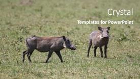  Presentation with kenya - Presentation theme enhanced with warthog-at-the-maasai-mara background and a coral colored foreground