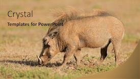  Presentation with elephant - Theme consisting of warthog-phacochoerus-africanus-feeding background and a coral colored foreground