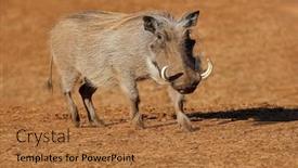  Presentation with south africa - PPT theme consisting of warthog-phacochoerus-africanus-in-natural background and a coral colored foreground