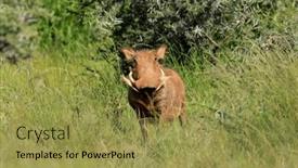  Presentation with south africa - PPT theme enhanced with warthog-phacochoerus-africanus-in-natural background and a yellow colored foreground