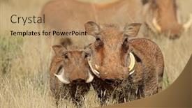 Presentation with natural disasters war - Colorful PPT layouts enhanced with warthogs-phacochoerus-africanus-in-natural backdrop and a coral colored foreground