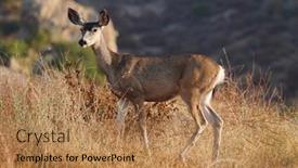  Presentation with mule - Slide deck enhanced with wary-mule-deer-at-rocky background and a coral colored foreground