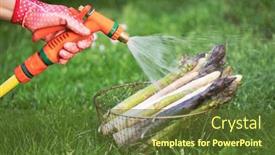  Presentation with asparagus - Presentation enhanced with washes-fresh-asparagus-sprouts background and a tawny brown colored foreground