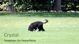  Presentation with dog house - 