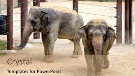  Presentation with elephants - Audience pleasing presentation theme consisting of washington-d-c-usa-august backdrop and a coral colored foreground