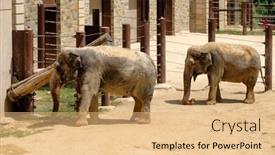  Presentation with elephants - Slides consisting of washington-d-c-usa-august background and a coral colored foreground