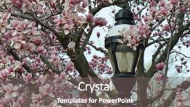  Presentation with magnolia - Theme with washington dc in spring - authentic street lamp post amid magnolia flowers background and a gray colored foreground