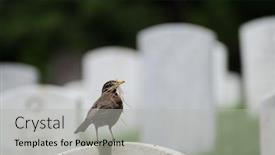  Presentation with cemetery - Slide deck consisting of washington dc - the bird on a tombstone in arlington national cemetery background and a light gray colored foreground