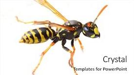  Presentation with pest - Slide set featuring wasp is a poisonous pest background and a white colored foreground