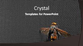  Presentation with mosquito - Audience pleasing presentation theme consisting of wasp on mosquito net against dark background backdrop and a dark gray colored foreground