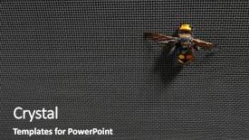  Presentation with mosquito - Amazing presentation having wasp on mosquito net backdrop and a dark gray colored foreground