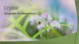  Presentation with summer - Slide set consisting of wasp-on-the-flower background and a mint green colored foreground