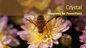  Presentation with summer - Audience pleasing presentation design consisting of wasp-on-the-flower backdrop and a tawny brown colored foreground