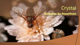  Presentation with garden - Presentation theme consisting of wasp-on-the-flower background and a tawny brown colored foreground