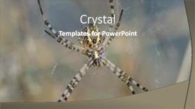  Presentation with spider - Beautiful presentation theme featuring wasp-spider-all-focus backdrop and a gray colored foreground