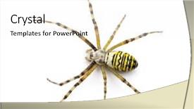  Presentation with spider - Colorful PPT theme enhanced with wasp spider argiope bruennichi backdrop and a white colored foreground