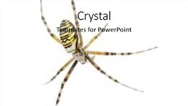  Presentation with spider web - Slide deck consisting of wasp spider argiope bruennichi hanging background and a white colored foreground