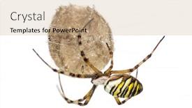  Presentation with spider - Amazing PPT theme having wasp spider argiope bruennichi hanging backdrop and a coral colored foreground
