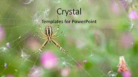  Presentation with spider web - Amazing slide deck having wasp spider argiopes on web with pink flowers on background backdrop and a mint green colored foreground