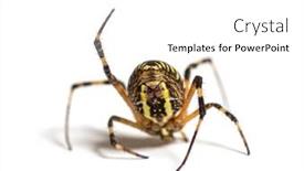  Presentation with spider web - Slide deck consisting of wasp-spider-in-distress-hanging background and a white colored foreground