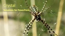  Presentation with spider - PPT theme enhanced with thai - oyster omelet with bean sprout background and a soft green colored foreground.