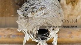 Presentation with roof - Audience pleasing PPT theme consisting of bee hive entrance bees - wasps' nest attached backdrop and a coral colored foreground