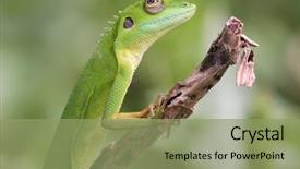  Presentation with amazing - Presentation theme with wastelan near penang malaysia family background and a  colored foreground