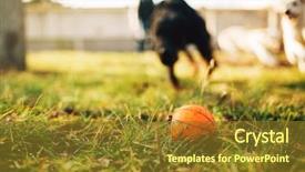  Presentation with training - PPT theme consisting of watch dog finds a ball background and a tawny brown colored foreground