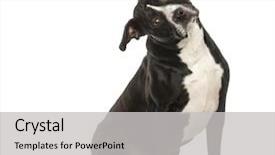  Presentation with head - Presentation design featuring watch dogs - american mastiff sitting and bending background and a  colored foreground