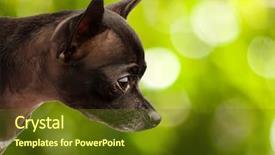  Presentation with luxury fashion outdoors - Presentation design enhanced with watch dogs - chihuahua puppy outdoors background and a tawny brown colored foreground