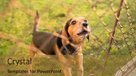  Presentation with deutsche deutsch rottweiler guard dog - Presentation having watch dogs - cute guard dog behind fence background and a gold colored foreground