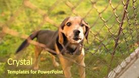  Presentation with dog - Audience pleasing slide deck consisting of watch dogs - cute guard dog behind fence backdrop and a tawny brown colored foreground