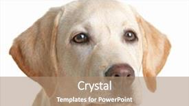  Presentation with cute cat and dog - Beautiful PPT layouts featuring watch dogs - cute labrador dog isolated backdrop and a  colored foreground
