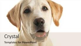  Presentation with dog baby cute child - PPT layouts enhanced with watch dogs - cute labrador dog isolated background and a  colored foreground