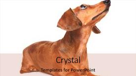  Presentation with dog and cat - Colorful slides enhanced with watch dogs - dachshund dog look up backdrop and a red colored foreground