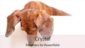  Presentation with dachshund - Presentation theme with watch dogs - dachshund dog looking down background and a lemonade colored foreground