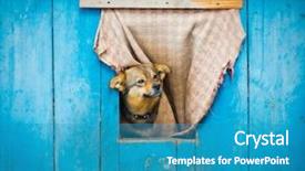  Presentation with stamp out domestic violence - Slides having watch dogs - dog watching out of his background and a teal colored foreground