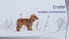  Presentation with puppy english cocker spaniel - PPT theme featuring watch dogs - golden british cocker spaniel dog background and a  colored foreground