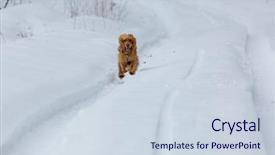  Presentation with british - Amazing presentation having watch dogs - golden british cocker spaniel dog backdrop and a  colored foreground