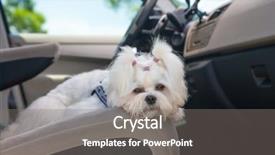  Presentation with car seat - Beautiful PPT theme featuring watch dogs - little cute maltese dog backdrop and a gray colored foreground