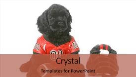  Presentation with puppy english cocker spaniel - Beautiful theme featuring watch dogs - sports hound - american cocker backdrop and a red colored foreground