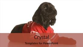  Presentation with puppy english cocker spaniel - Presentation having watch dogs game - american cocker spaniel puppy wearing background and a red colored foreground