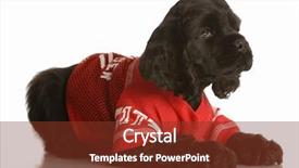  Presentation with american football - Amazing slides having watch dogs game - black american cocker spaniel puppy backdrop and a tawny brown colored foreground