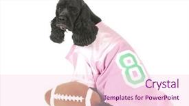  Presentation with puppy english cocker spaniel - Cool new PPT theme with beautiful bright interesting portrait tiger in a zoo note soft focus at 100 best at smaller sizes backdrop and a coral colored foreground