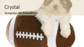  Presentation with cute christmas pug puppy dog - Audience pleasing slide deck consisting of watch dogs game - cute puppy - shih tzu backdrop and a  colored foreground