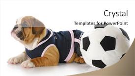  Presentation with female soccer - Amazing presentation design having watch dogs game - english bulldog puppy female wearing backdrop and a white colored foreground