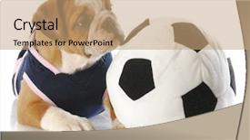  Presentation with female soccer - Theme consisting of watch dogs game - english bulldog puppy female wearing background and a coral colored foreground