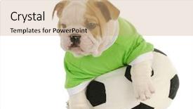  Presentation with puppy english cocker spaniel - Colorful PPT theme enhanced with watch dogs game - english bulldog puppy playing backdrop and a coral colored foreground